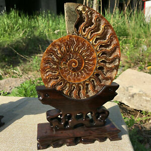 Natural ammonite fossil conch Crystal specimen healing+stand 1PC