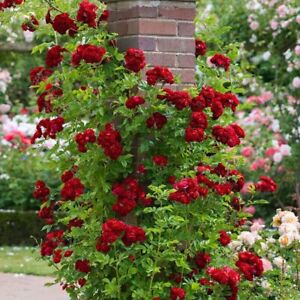 20 SEEDS for Crimson Red RARE CLIMBER climbing Rose bud flower exotic USA Seller