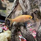 Live Fish Goldfish 4 Four Feeders Common Gold Fish Shubunkin Live 2 To 3 Inches
