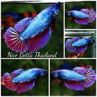 Betta fish Female Purple Metallic Lavender HM - By Nice Betta Thailand