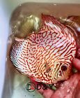 X1  Live  Discus Fish -White Tiger High Body - Size  4in + Body Size USA Stock