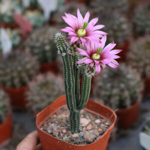 9cm1PCS Cacuts Live Plants Echinocerteus Poselgeri Beautiful Cactus Rare Cactus