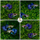 1 Pair- Blue Dragon Ribbon IndoLive Guppy Fish - High Quality VIP