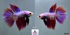 Live Betta Fish NV61 Male Fancy Purple HM Premium Grade from Thailand