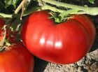 Delicious Tomato Seeds, NON-GMO, World Record Beefsteak, Heirloom, FREE SHIPPING