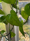 GOLDEN PATHOS Indoor/Outdoor 5x Cuttings - Devil's Ivy unrooted, w/Variegation