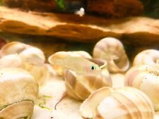 Multi Shell Dwellers (neolamprologus multifasciatus) US Bred Live Tropical Fish