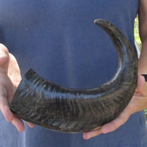 16 inch Semi-Polished Buffalo horn for sale, from India, taxidermy # 47327