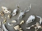 Huge Lot Animal Skulls Coon Possum Badger Muskrat Hog Deer Coyote Beaver Jaws