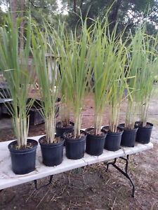 Lemongrass 12 LIVE Plants Each 4In to 7In Tall fully rooted Fever grass citratus