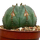 Euphorbia obesa BROWN ARROWS MARKS -  - 86W