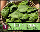 1500+ Spinach Seeds [Giant Noble] Vegetable Gardening Seed, Heirloom, Non-GMO