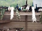 6 Peacock Peafowl Hatching Eggs, SALE, Assorted Purple, Opal, White, Peach &