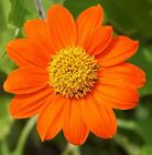 MEXICAN SUNFLOWER SEEDS 50+ Tithonia ANNUAL ORANGE flower GARDEN Free Shipping