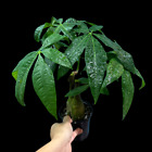 Lucky Money Tree Stump-Lucky Starter Houseplant-Easy care tall indoor live plant