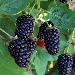 Thornless Apache Blackberry Seeds Triple Crown Giant FREE USA SHIPPING Sz:10-100