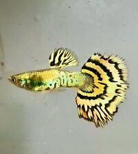Live Fish Guppy Bengals Tiger Quality (1 Couple ) Exclusive