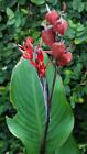 Canna paniculata | Canna Lily | 5 Seeds