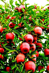 20 Paradise Apple Seeds (Malus Domestica) | Edible Fruit Tree, Free Shipping USA
