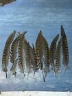 Wild Authentic Midwest Ringneck Pheasant Tail Feathers. 10 Pieces. 8 in. & under
