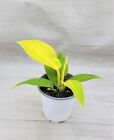 Philodendron Moonlight, Golden Goddess Philodendron live houseplant in 4