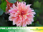 40+ Seeds|  Labyrinth  Perennial Dahlia Seeds  #D013