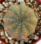 Euphorbia obesa (10 RIBS) WR731 -  - WR731