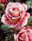 10 RARE ROSE SEEDS perennial flower garden bush plant tea USA SELLER W/TRACK