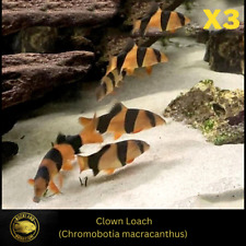 3 pack Clown Loach - Chromobotia macracanthus - (3x) Live Fish ( 2