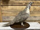 Large Standing Grouse Game-bird Pheasant Taxidermy Mount Bird art