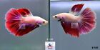 Live Betta Fish B185 Male Fancy Pink Lavender HM Premium Grade from Thailand