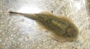 3 Borneo Sucker Loach Pleco Mini Stingray Live Freshwater Aquarium Fish