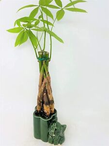 Money Tree Bonsai 10-12 Inches Tall Live Indoor Plant In Elephant Ceramic Pot