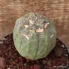 D2157 EUPHORBIA OBESA MONSTER VERY OLD pot14-H10-W7 cm MaMa Cactus