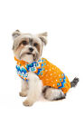Artic Amber  Dog Sweater Chilly Dog Hand Knit Wool  XXS-XXXL Pet Puppy Warm