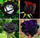 20 EXOTIC RARE BLACK ROSE SEEDS home garden flower plant bush diy sun Rosas tea