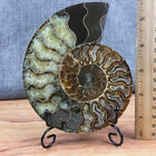 Top! 150g+ Natural ammonite fossil conch Crystal specimen healing+stand 1PC