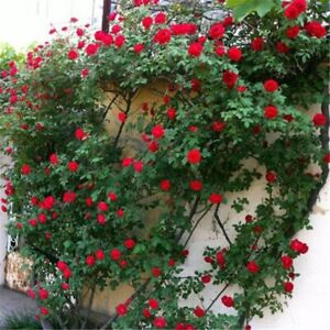 (10) CLIMBER ROSE SEEDS perennial flower garden climbing plant USA SELLER TRACK