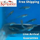 10/20/50/100/250/500X Mosquitofish/Gambusia Aquarium Koi Kompanion Free Shipping
