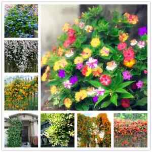 (10) JASMINE SEEDS rare exotic fragrant flower vine garden USA SELLER W/TRACK