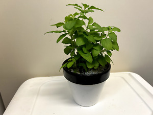 Organic Holy Basil Herb- Mature Rooted & Healthy 6 Plants 8-12