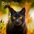 Black Cats | 2024 12x24