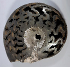 RABCO MINING SALE; RARE PYRITE AMMONITE FOSSIL FROM RUSSIA
