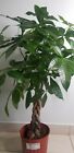 Pachira Aquatica Money Tree Braid Large live plant in 10