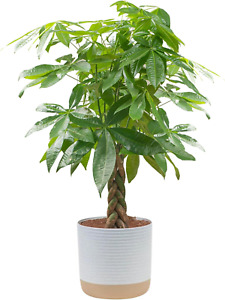 Money Tree Live Plant, Easy to Grow Houseplant Potted in Indoor Garden Pot, Pach