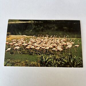 Postcard Miami Florida Flamingos Old Alamo Car Rentals