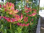 3 Gloriosa Rothschildsiana Bulbs, Climbing Lily ~Flame Lilies~ Glory lily