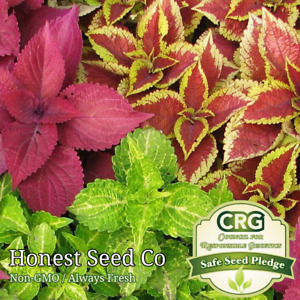 Coleus Flower Plant Seeds Rainbow Mix | Annual Perennial | Non-GMO Garden Seeds