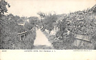 c.1905 Lovers Lane Sag Harbor LI NY post card