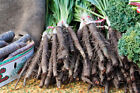 Scorzonera Seeds - Enorma - Vegetable Seeds - USA Grown - Non Gmo